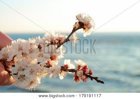 Cherry blossoms against the blue sky background