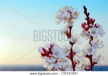 Cherry blossoms against the blue sky background
