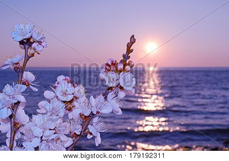 Cherry blossoms against the blue sky background