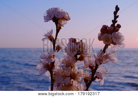 Cherry blossoms against the blue sky background