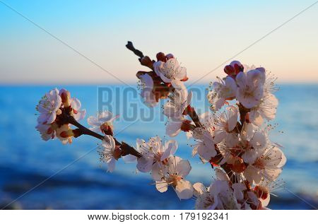 Cherry blossoms against the blue sky background