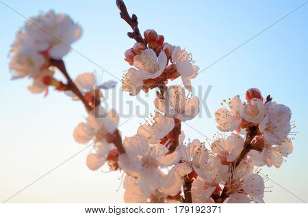 Cherry blossoms against the blue sky background