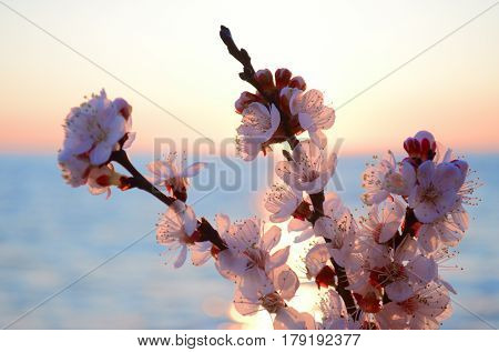 Cherry blossoms against the blue sky background