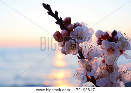 Cherry blossoms against the blue sky background