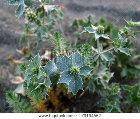 Grass With Spiky Leaves