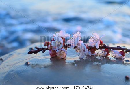 Cherry blossoms against the blue sky background