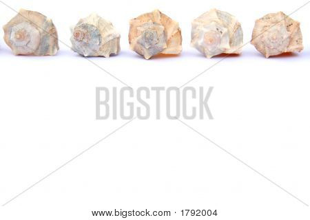 Conchas