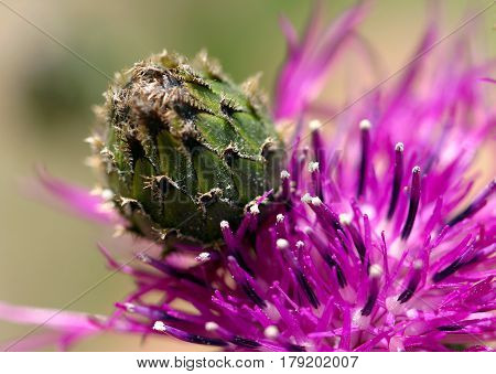 Thistle
