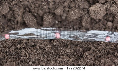 Sowing carrot seed on the tape pelleting seeds of carrots with water-soluble tape is laid on a bed closeup