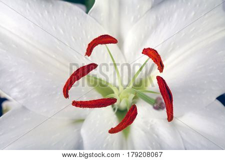 Madonna Lily