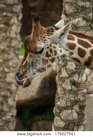 Closeup halfl face image of giraffe`s head and neck