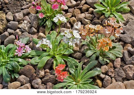 Lewisia Cotyledon 'elise Mixed'