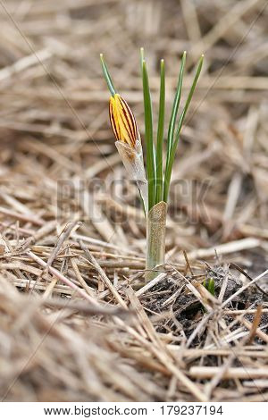 Crocus Chrysanthus Var. Fuscotinctus
