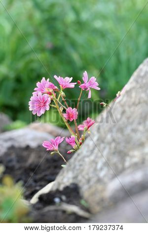 Lewisia Cotyledon 'elise Mixed'