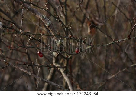 two small red berries in early spring