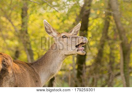 Funny deer portrait with its tongue out against the trees.