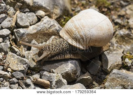 Snail crawling on rocks path , outdoor