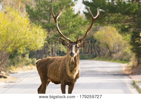 Male deer portrait on the road of Parnitha mountain in Greece.