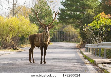Male deer at the road of Parnitha mountain in Greece looking at the camera. A funny moment.