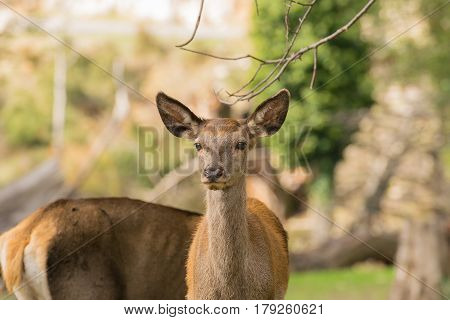 Beautiful happy deer portrait at Parnitha mountain in Greece.