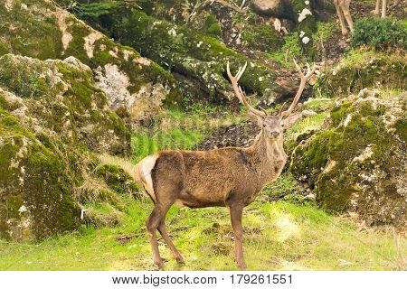 Male deer portrait at Parnitha mountain in Greece against a beautiful background out in the nature.