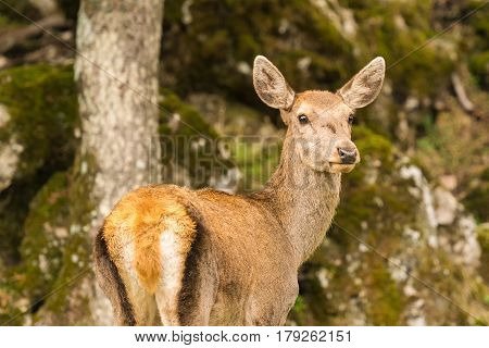 Beautiful portrait of a deer at Parnitha mountain in Greece.