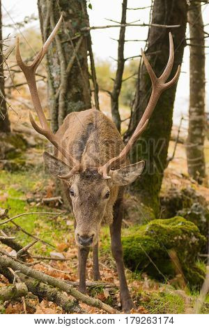 Male deer portrait at Parnitha mountain in Greece.