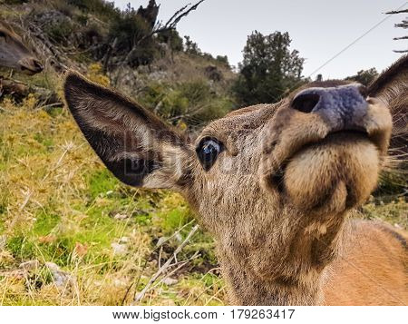 Funny baby deer portrait looking at the camera. A close up look.