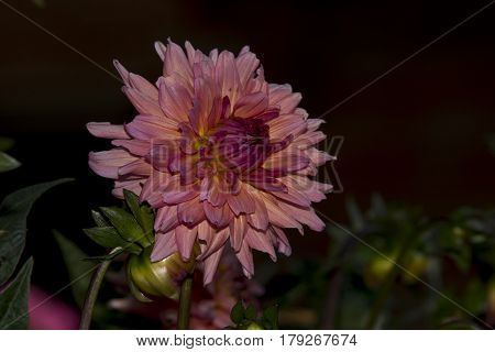 Beautiful pink dahlia isolated on garden background