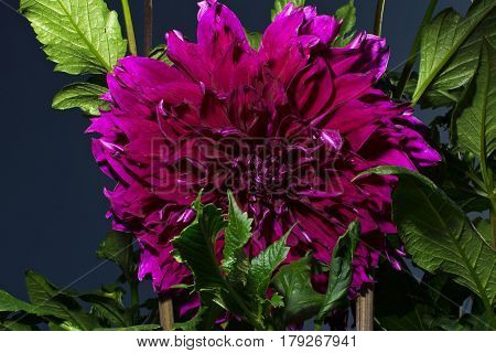 Beautiful purple dahlia isolated on garden background