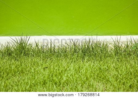 This grass is green on the background wall