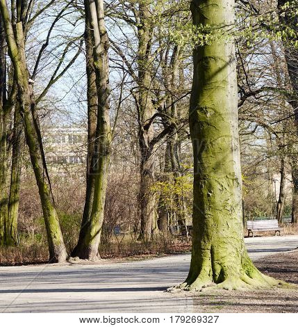 Paths in springtime