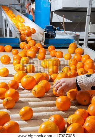 The Working Of Citrus Fruits