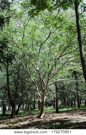 The tree in the forest on a green background foliage
