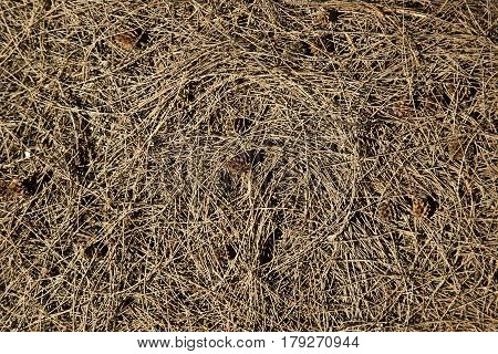 This texture of twigs and cones in the forest