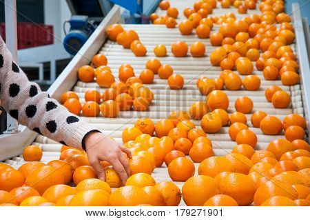 The Working Of Citrus Fruits