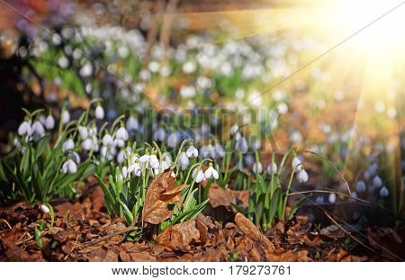 Carpet Of Snowdrops Galanthus Plicatus In Spring Forest