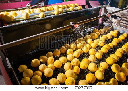 The Working Of Citrus Fruits
