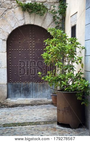 Old iron door close-up on a background of a wall and plantr in a tub