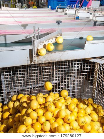 The Working Of Citrus Fruits