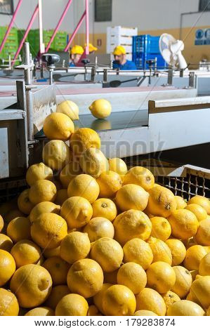 The Working Of Citrus Fruits