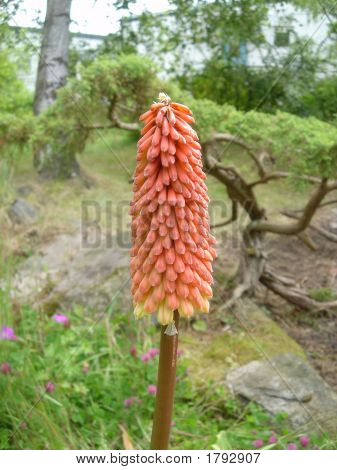 Flower_3