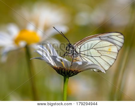 Black Veined White Resting On Daisy