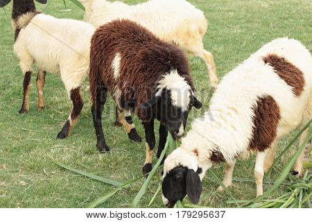 Sheep in the farm with the natue