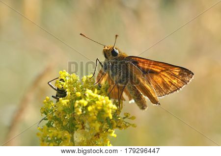 Large Skipper - Ochlodes sylvanus. Butterfly in natural habitat