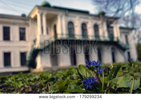 On the lawn in front of a large white building among the green grass grow small spring blue flowers.