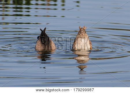 Pair of Blue-winged Teal (anas discors) swimming in the Florida Everglades