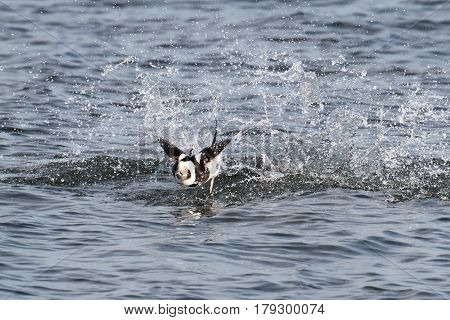Long-tailed Duck (Oldsquaw Clangula hyemalis) taking flight