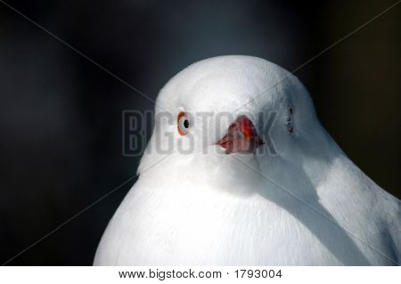 แนวตั้ง gull