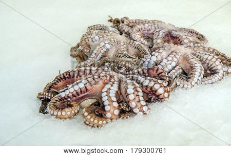 Fresh Octopus displayed for sale at the Limassol fish market.
